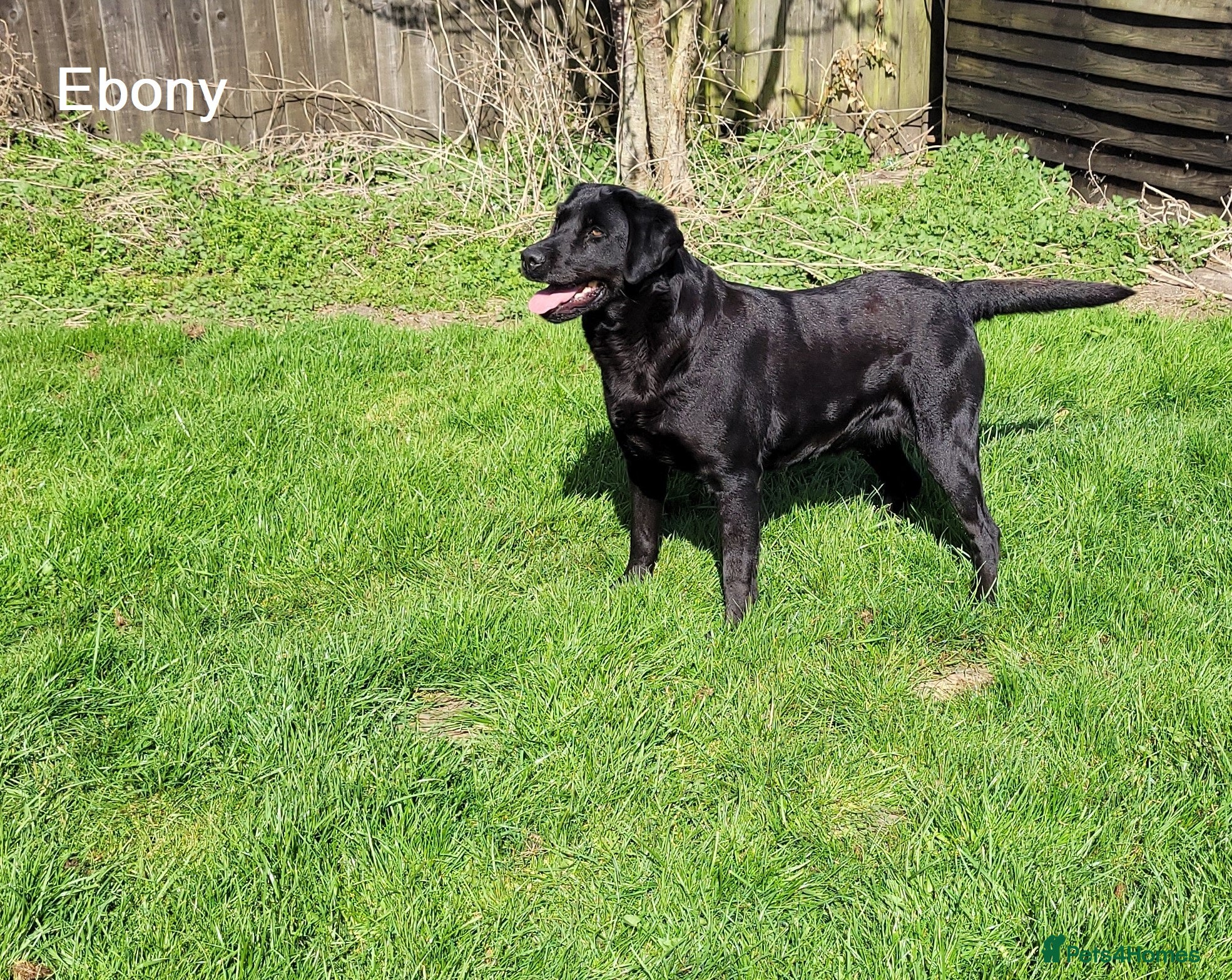 Labrador Retriever dogs Labrador Retriever - Black - Advert 1