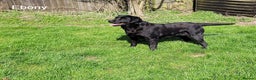 Labrador Retriever dogs for sale: Labrador Retriever - Black - Advert 1