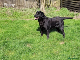 Labrador Retriever dogs Labrador Retriever - Black - Advert 1
