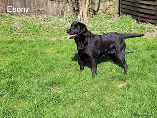 Labrador Retriever dogs Labrador Retriever - Black - Advert 2