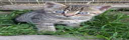 Mixed Breed cats for sale: Ready to leave... Gorgeous Bengal X Kittens - Advert 11