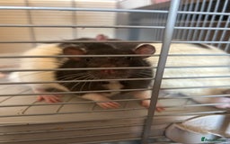Rat rodents for sale: 2 Male Rats and Cage - Image 8