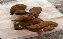 Cavapoo dogs for sale: F1b Cavapoo  - Image 4