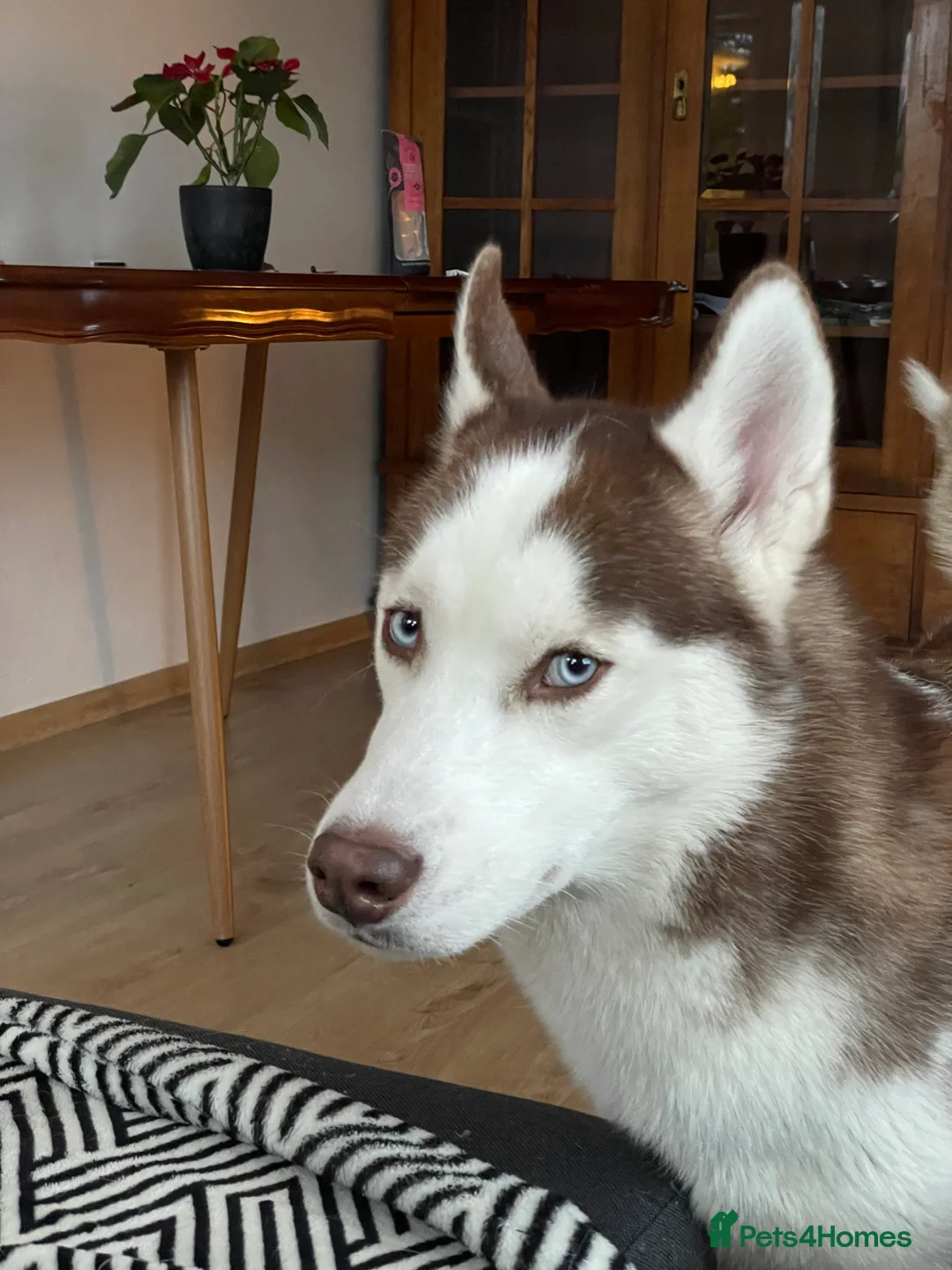 Siberian Husky dogs for stud: Imported Blue Eyed, Red & White Husky Stud in Treorchy - Advert 7