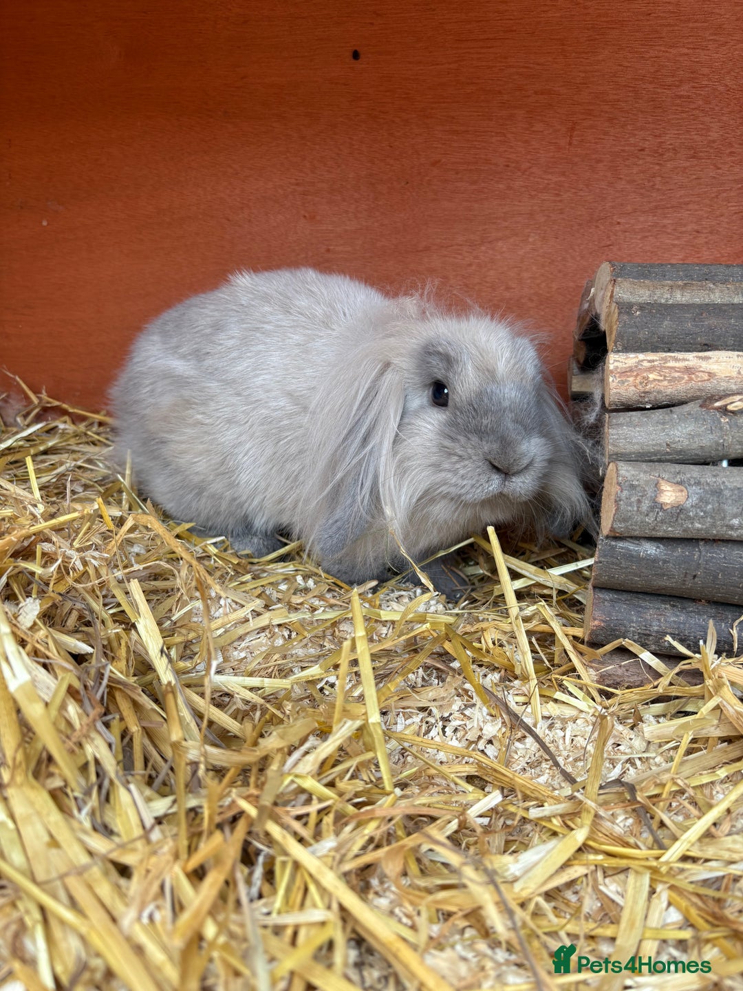 Mini Lion Lop rabbits for sale: Beautiful Lion Lop Sisters - Image 8