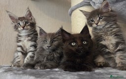 Maine Coon cats for sale: TICA REGISTERED MAINE COON KITTENS - Image 14