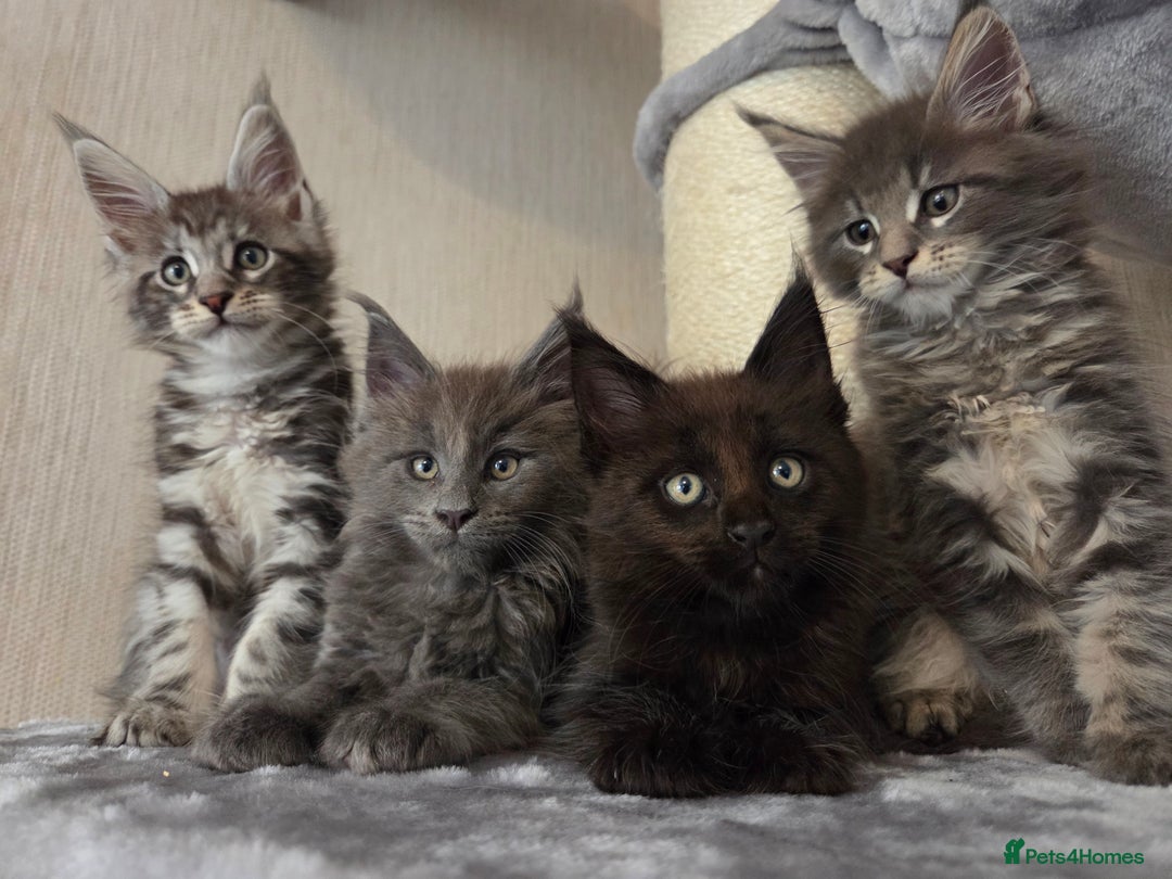 Maine Coon cats for sale: TICA REGISTERED MAINE COON KITTENS - Image 14