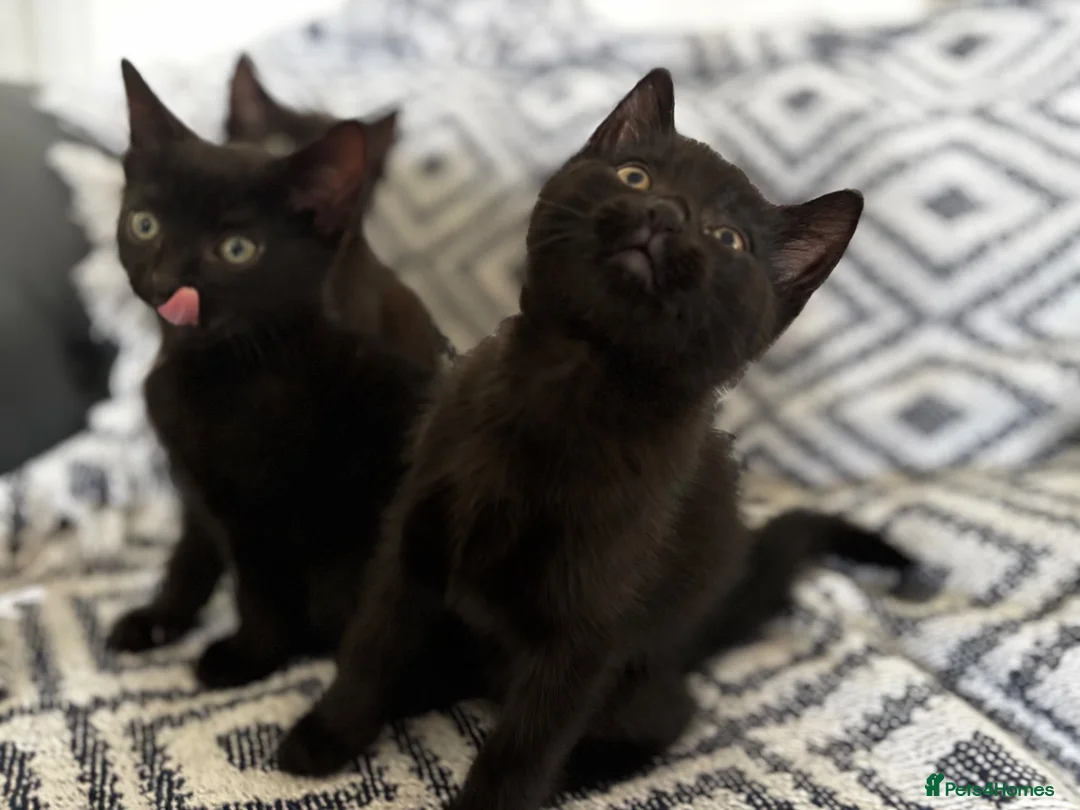 Domestic Shorthair cats for sale: Three beautiful male black kittens in Burnham-on-Sea - Advert 1