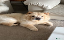 Chow Chow dogs for sale: Male cream chow chow (Loki) - Image 5