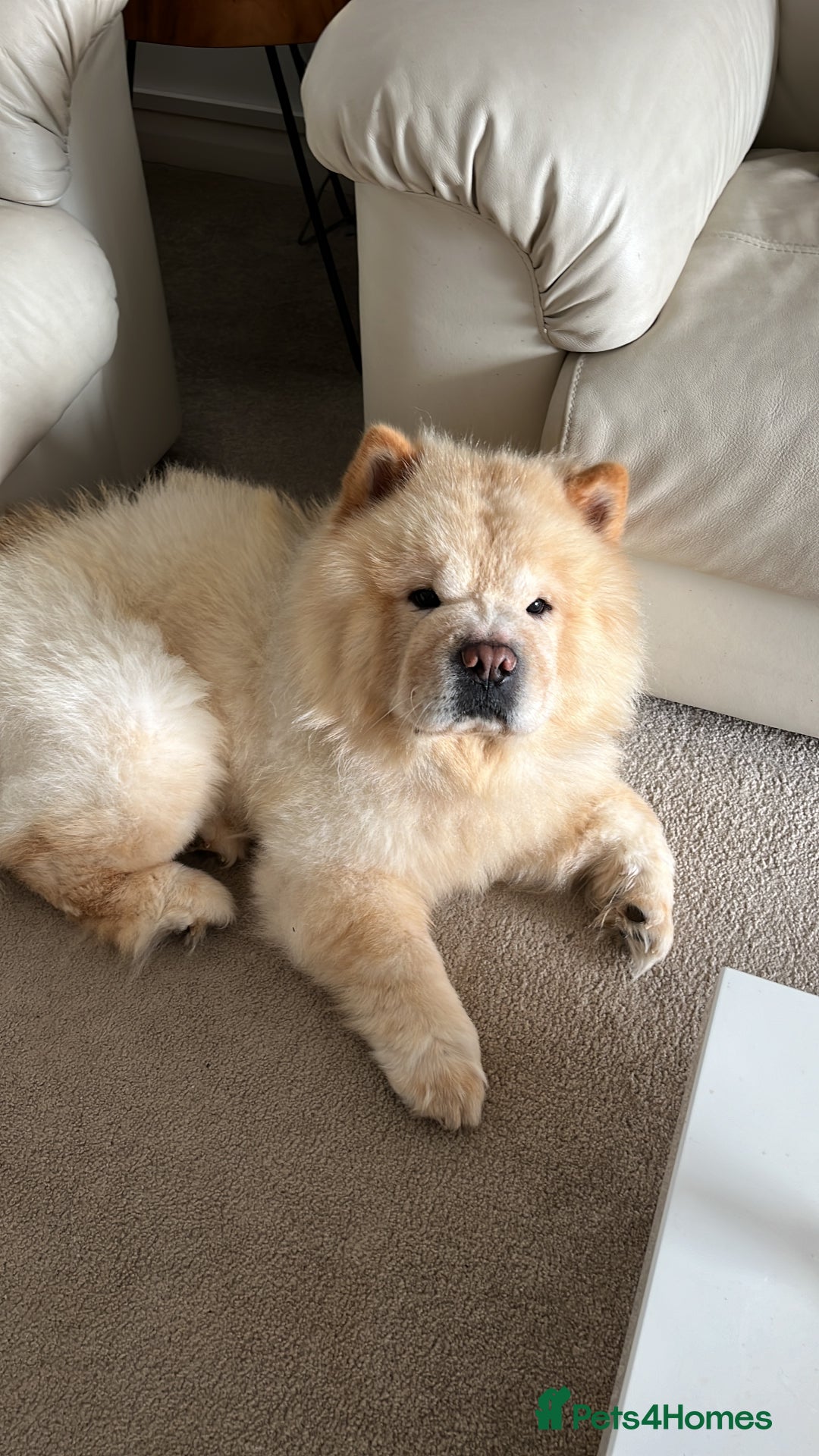Chow Chow dogs for sale: Male cream chow chow (Loki) - Image 5
