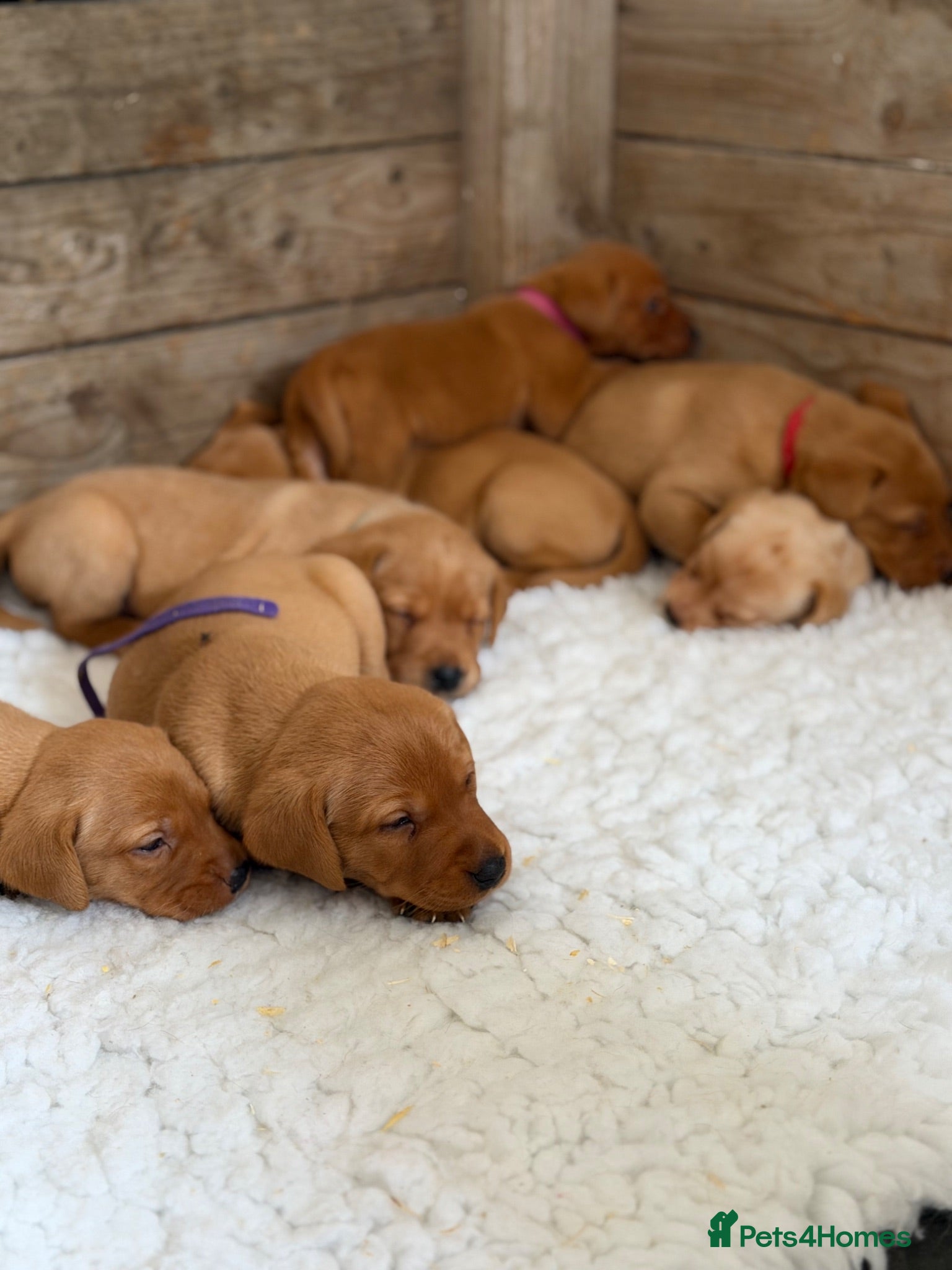 Labrador Retriever dogs KC Registered Labrador Puppies - Advert 1