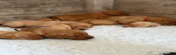 Labrador Retriever dogs for sale: Yellow / Fox Red KC Registered Labrador Puppies - Advert 5
