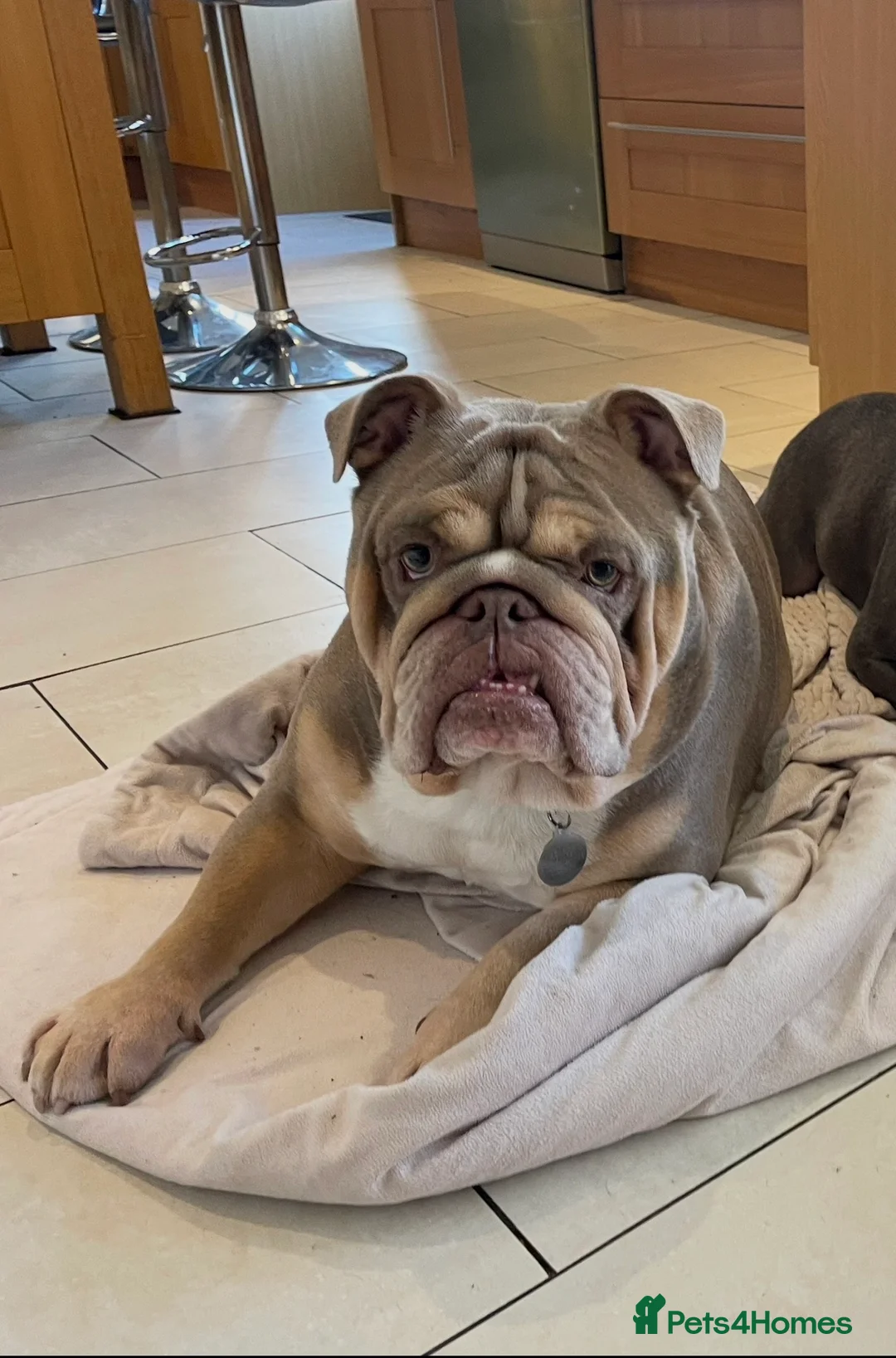 English Bulldog dogs for sale: Bulldog looking for a loving new home - Advert 2