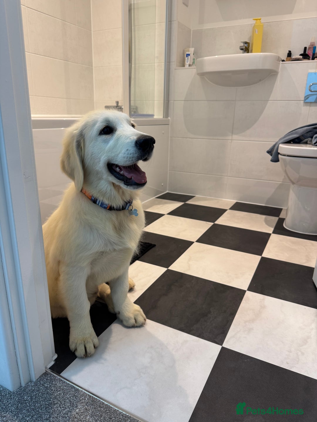 Golden Retriever dogs for sale: Golden Retriever  - Advert 3