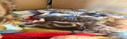 Norwegian Forest Cat cats for sale: 3 stunning half Norwegian kittens left - Advert 33