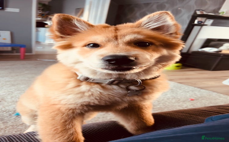 Mixed Breed dogs - Advert 11
