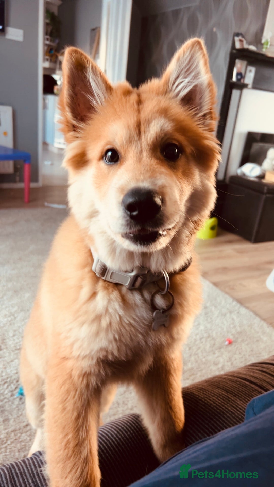 Mixed Breed dogs for sale: Chow X collie  - Image 1