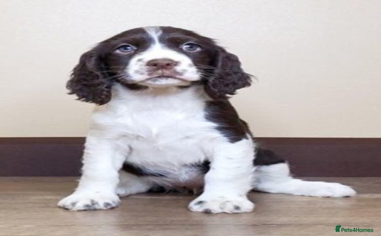 English Springer Spaniel dogs - Advert 2