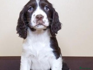 English Springer Spaniel dogs - Advert 24