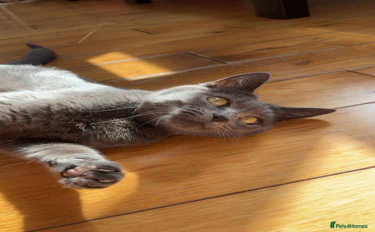 Domestic Shorthair cats - Advert 2