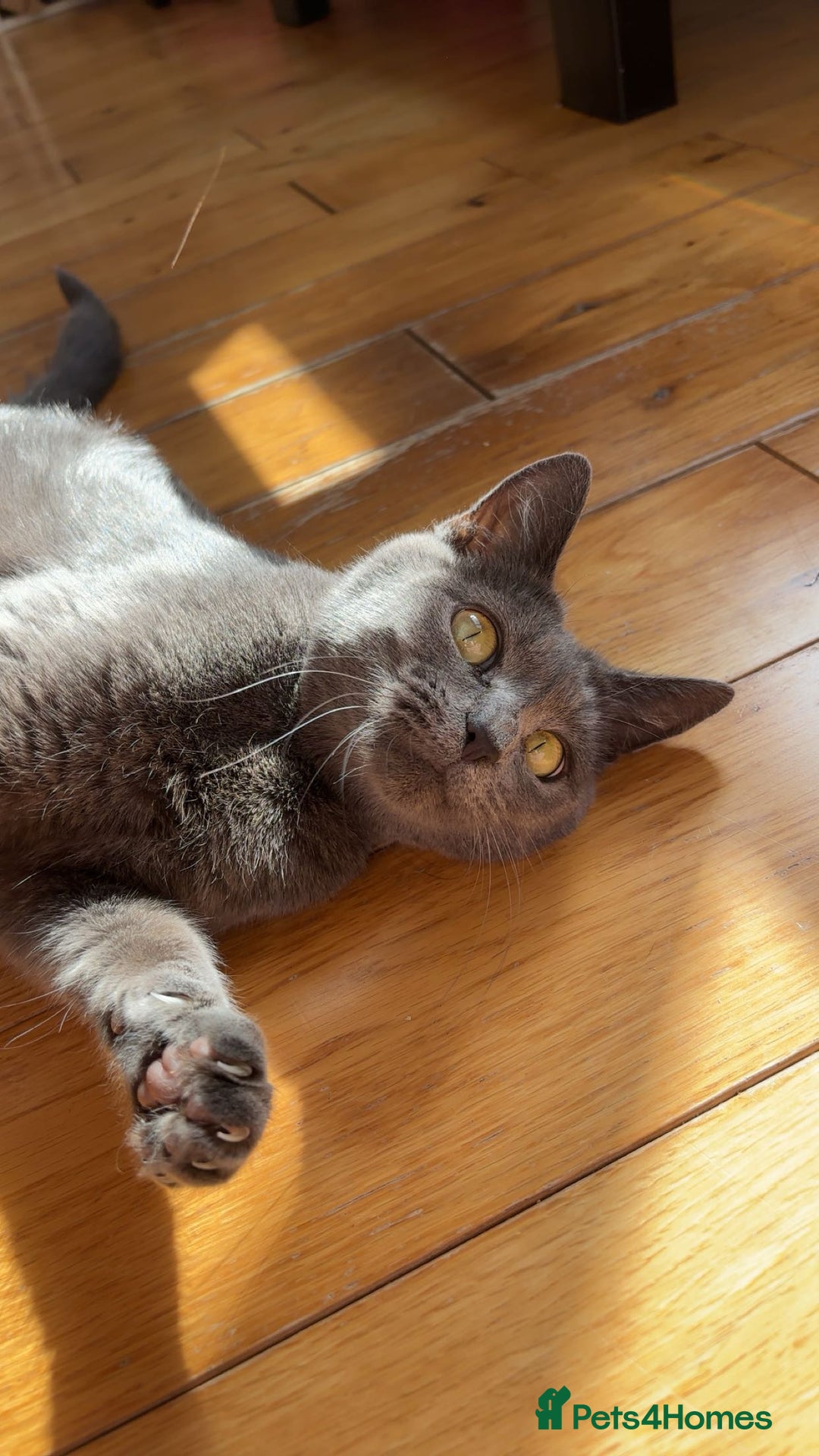Domestic Shorthair cats for sale: 2 year old female cat - Image 1