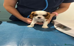 Cavalier King Charles Spaniel dogs for sale: Blenheim cavalier King Charles puppies - Image 22