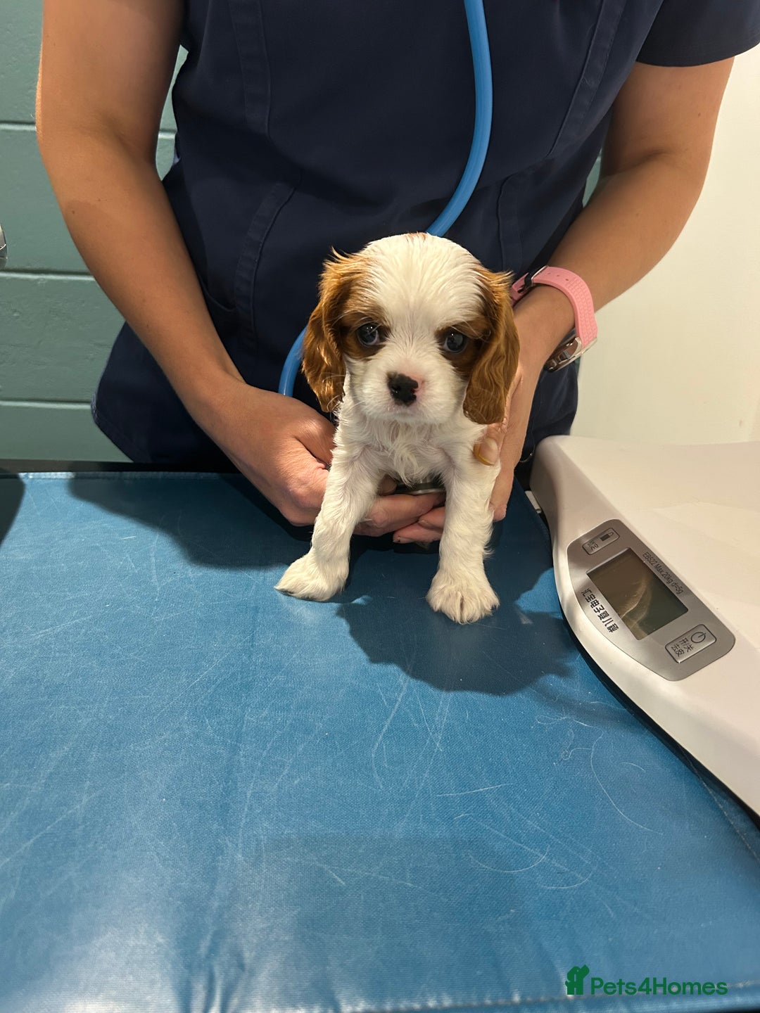 Cavalier King Charles Spaniel dogs for sale: Blenheim cavalier King Charles puppies - Image 22