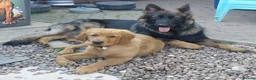 German Shepherd dogs for stud: Amazing Loki  for stud  - Advert 10