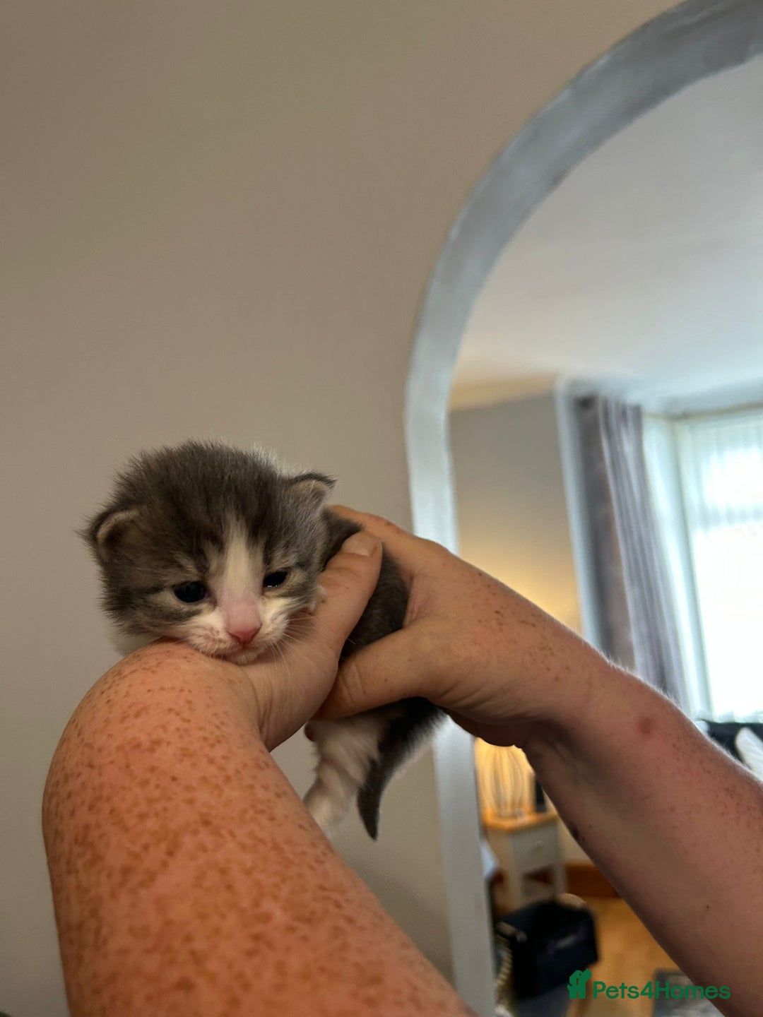 Mixed Breed cats for sale: Beautiful kittens 3 girls 1 boy  - Image 20