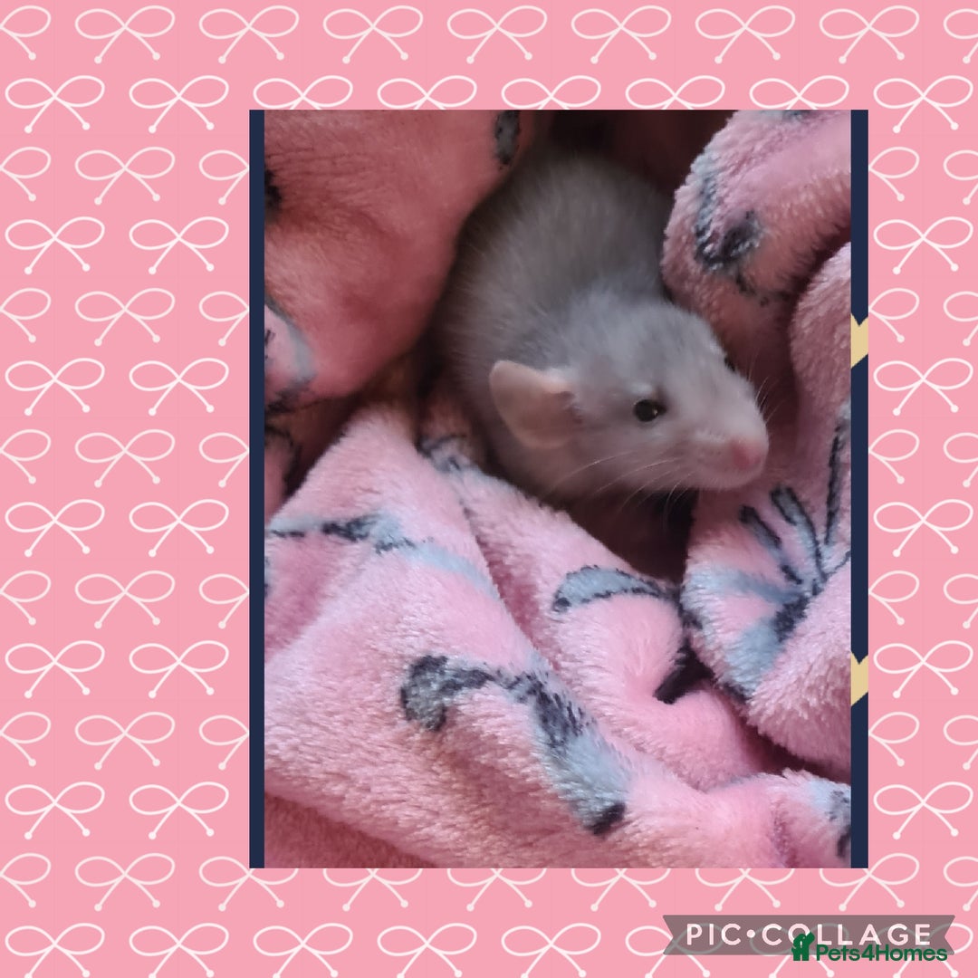 Rat rodents for sale: ***Stunning Tame and Loving Natured Baby Rats *** - Advert 3