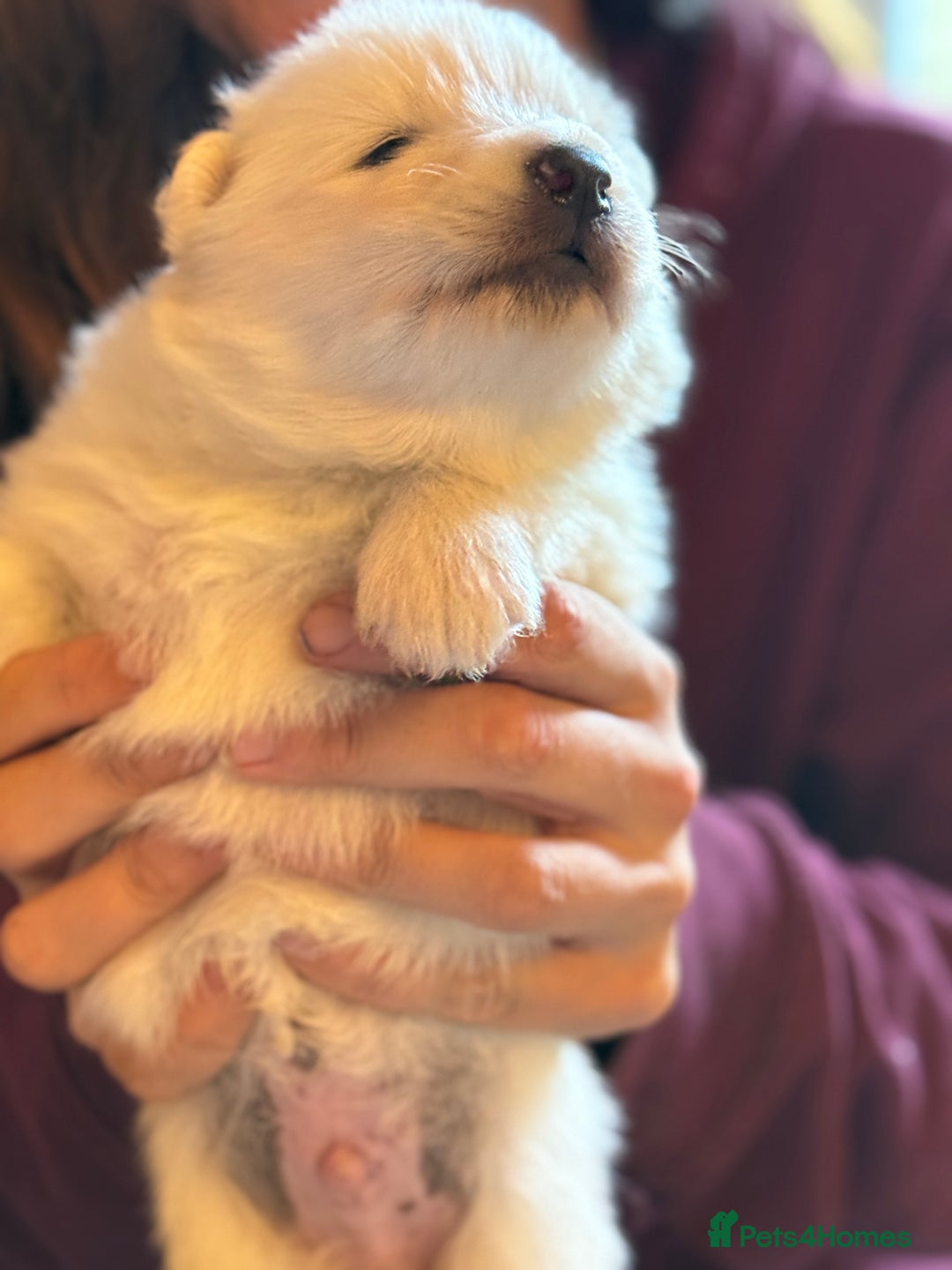 Samoyed dogs for sale: Gorgeous Samoyed Puppies  - Image 4