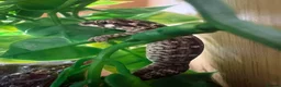 Gecko reptiles for sale: 2 x male viper geckos with full bioactive setup in Emsworth - Advert 2