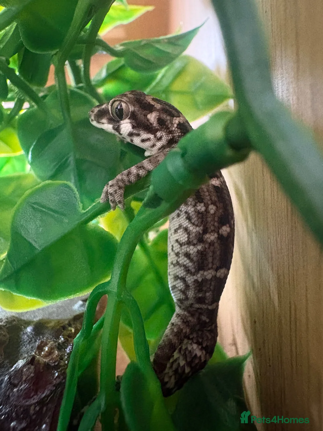 Gecko reptiles for sale: 2 x male viper geckos with full bioactive setup in Emsworth - Advert 2