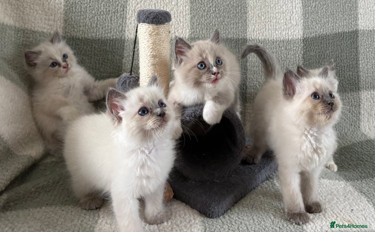 Ragdoll cats - Advert 2