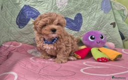 Maltipoo dogs for sale: Small Maltipoo boys ❤️❤️❤️ READY NOW 🫶 - Image 8