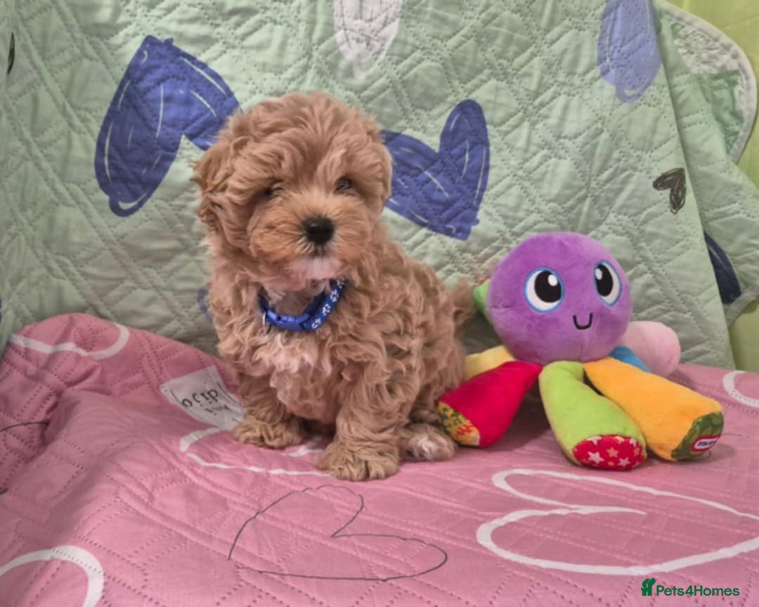 Maltipoo dogs for sale: Small Maltipoo boys ❤️❤️❤️ READY NOW 🫶 - Image 8