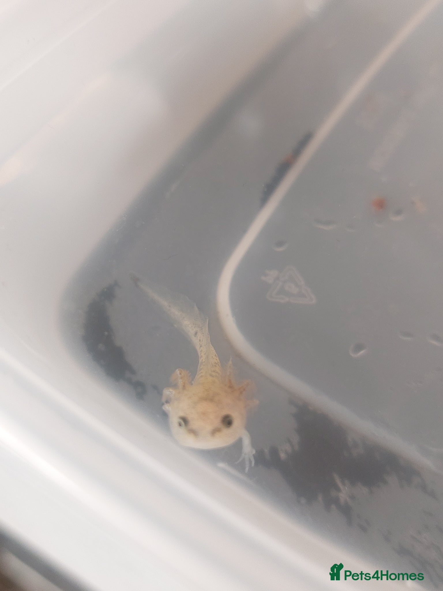 Axolotl reptiles Wild Type Axolotls £10 each, collection only - Advert 16