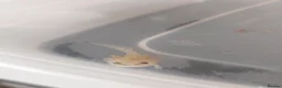 Axolotl reptiles for sale: Wild Type Axolotls £10 each, collection only - Advert 1
