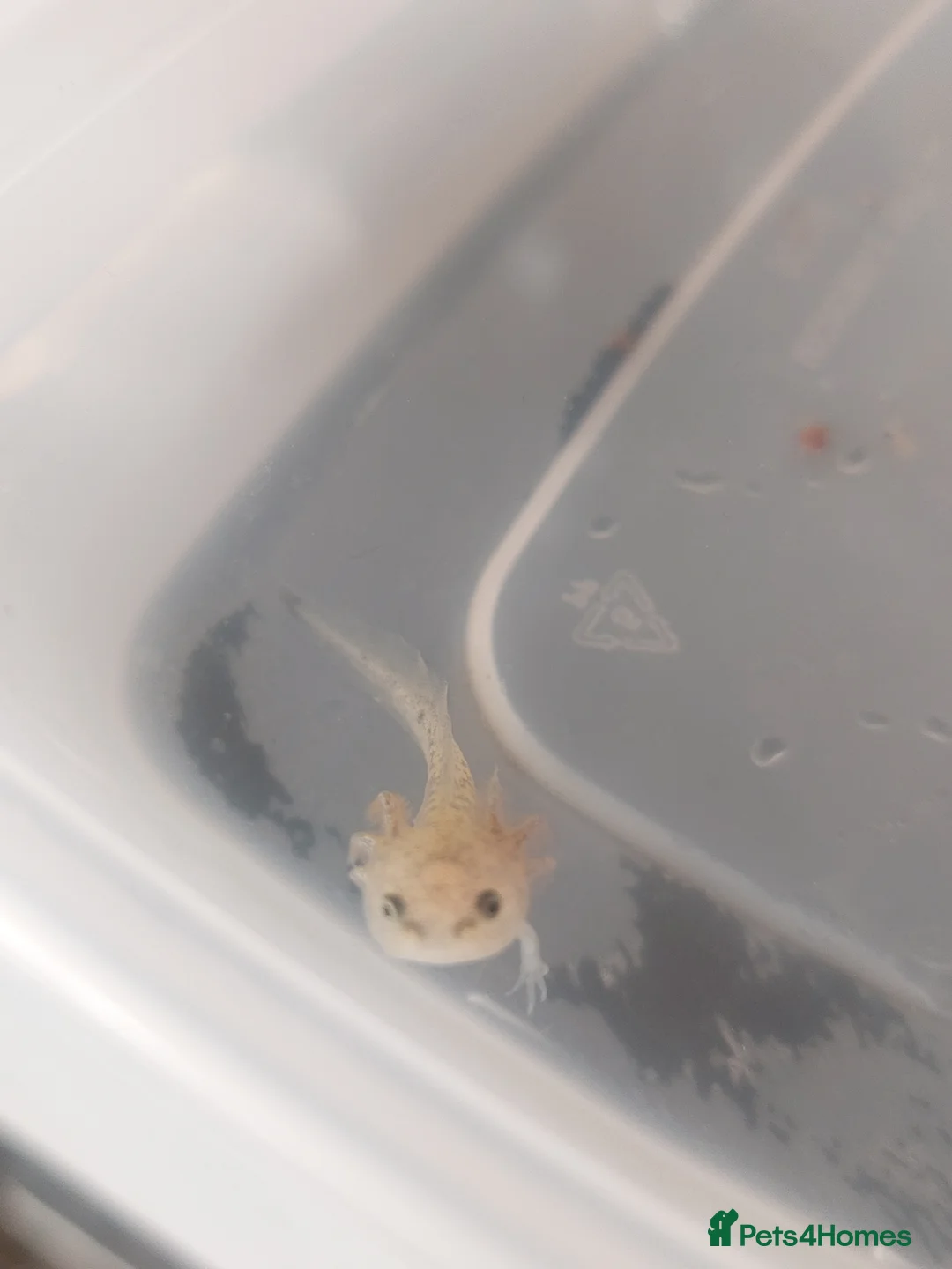 Axolotl reptiles for sale: Wild Type Axolotls £10 each, collection only - Advert 1