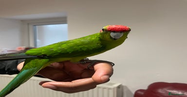 Parakeets birds Loving kakariki for sale🦜💗 - Advert 7