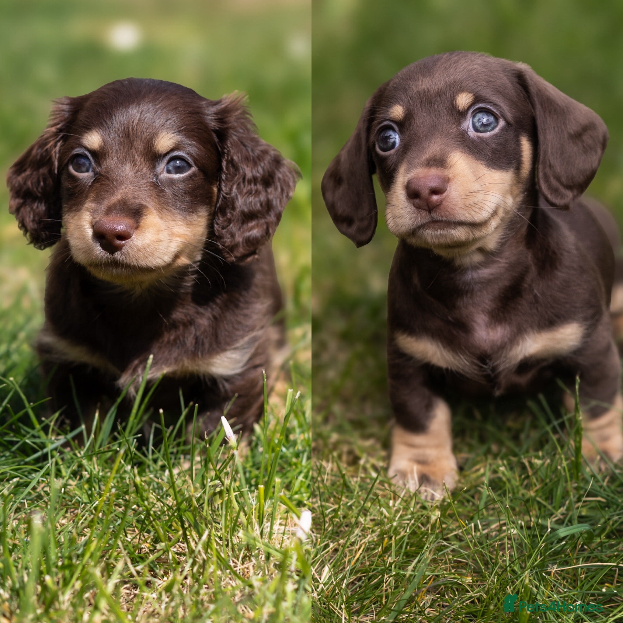 Miniature Dachshund dogs Last 2 left - KC Reg - PRA, DM and OI Clear - Advert 5