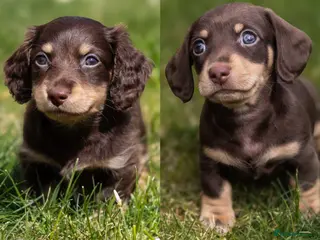 Miniature Dachshund dogs Last 2 left - KC Reg - PRA, DM and OI Clear - Advert 5