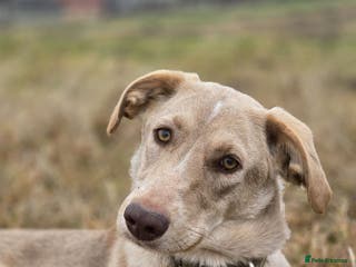 Mixed Breed dogs ❤️ JENA – A Gentle 1 year old Girl ❤️ - Advert 4