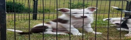 Border Collie dogs for sale: 5 Beautiful Border Collie, Blue Merle - Advert 9