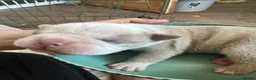 Olde English Bulldogge dogs for sale: Olde English bulldogge puppy - Advert 8