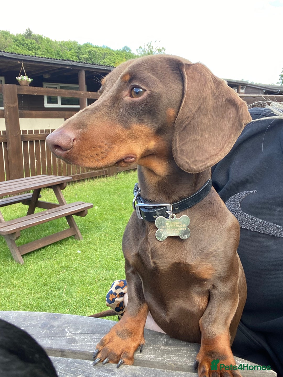 Miniature Dachshund dogs for stud: Proven Stud Chocolate & Tan Miniature Dachshund in Durham - Advert 13