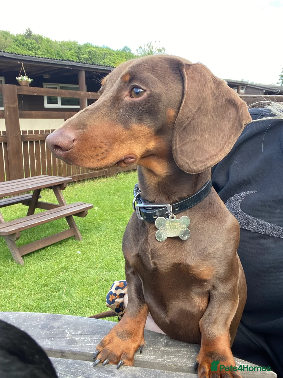 Miniature Dachshund dogs for stud: Proven Stud Chocolate & Tan Miniature Dachshund in Durham - Advert 13