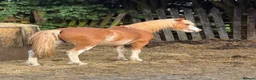 Welsh Section A horses for sale: Flash - Advert 2