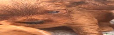 Cavapoo 3
