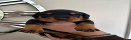 Rottweiler dogs for sale: WORLD CHAMPION CHUNKY ROTTWEILERS  - Advert 34
